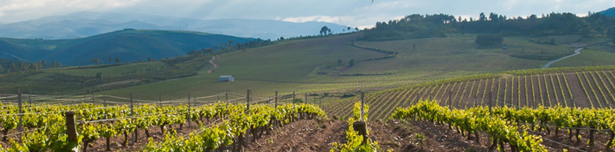 Productor: Vinos Alberto Orte