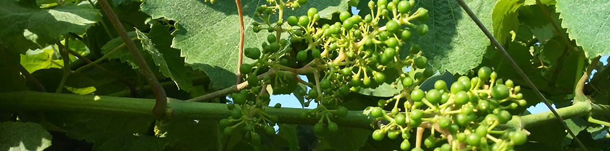 Productor: Nanclares y Prieto Viticultores