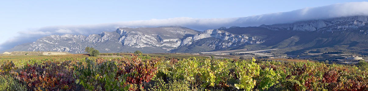 Productor: Bodega Altos de Rioja