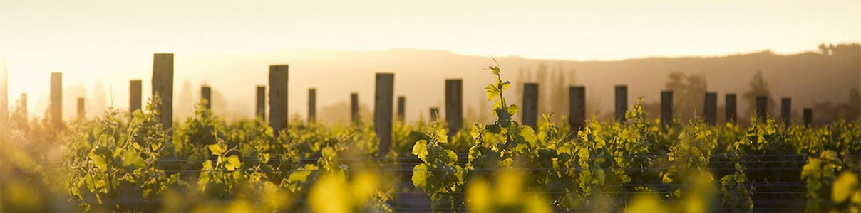 Productor: Bodegas Álvarez y Díez