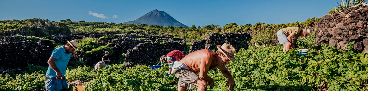 Productor: Azores Wine Company