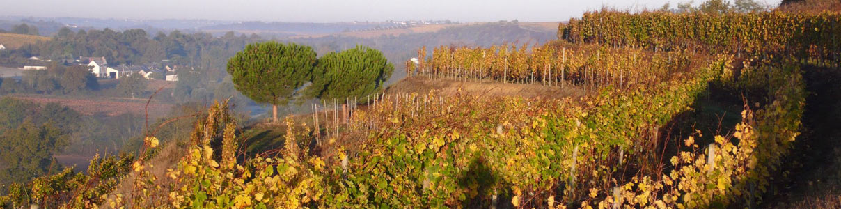 Productor: Domaine des Baumard