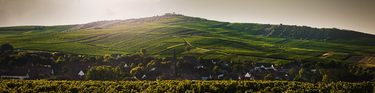 Productor: Weingut Bretz
