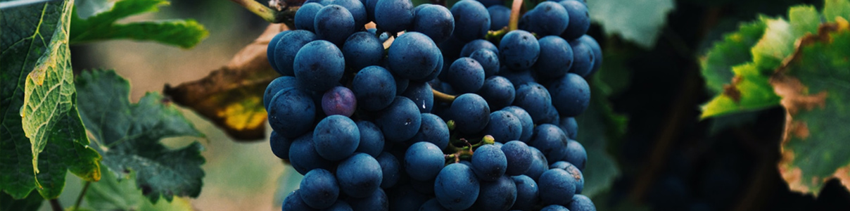 Productor: Bruno Giacosa
