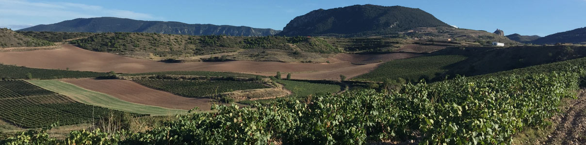 Productor: Ruiz-Clavijo Family Estates
