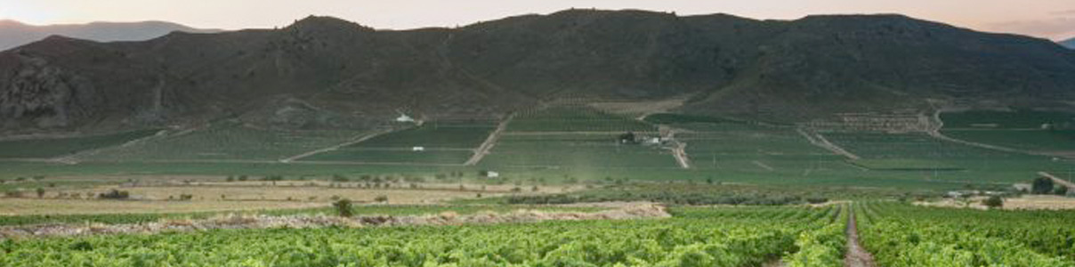 Productor: Bodegas Carchelo
