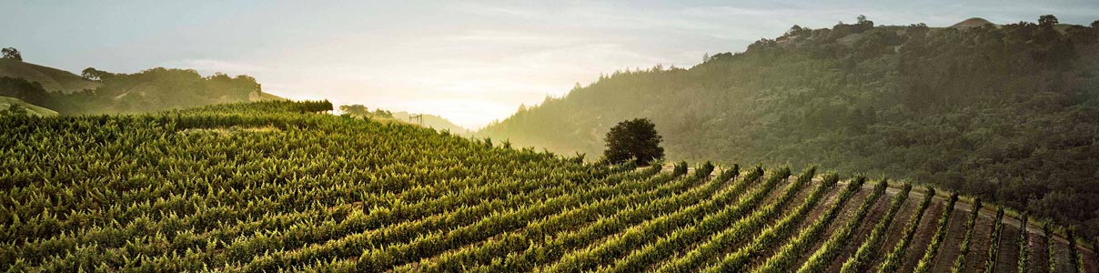 Productor: Cardinale Winery