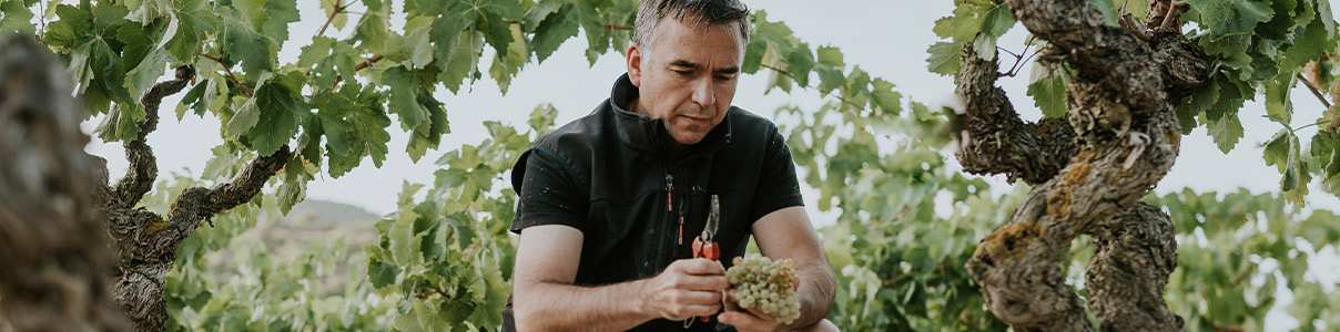 Productor: Carlos Sánchez Viticultor