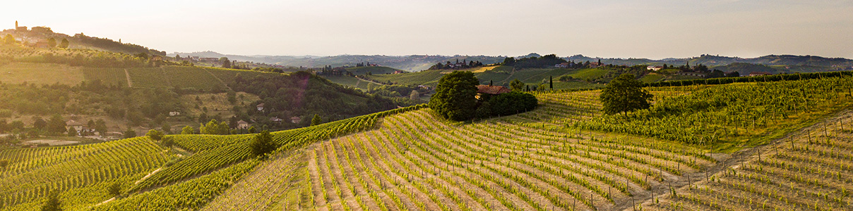 Productor: Cascina Valle Asinari