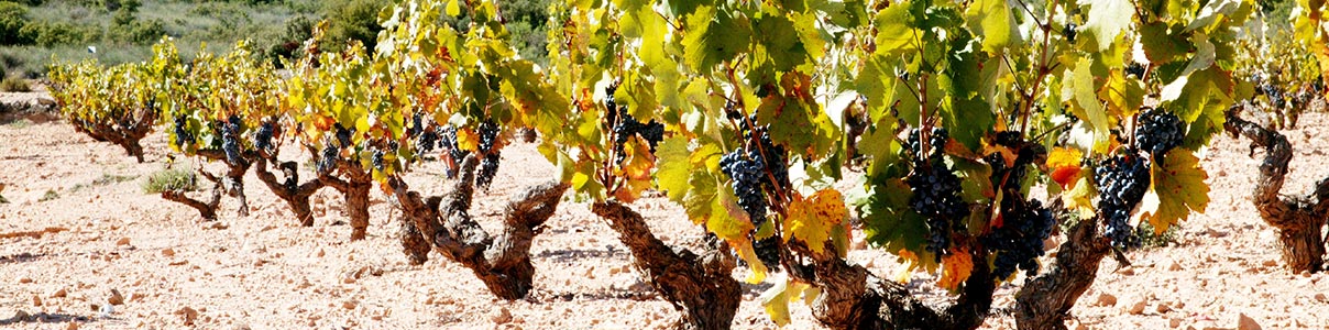 Productor: Bodegas Castaño