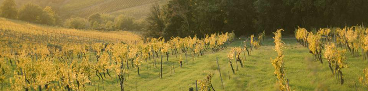 Productor: Castello Dei Rampolla