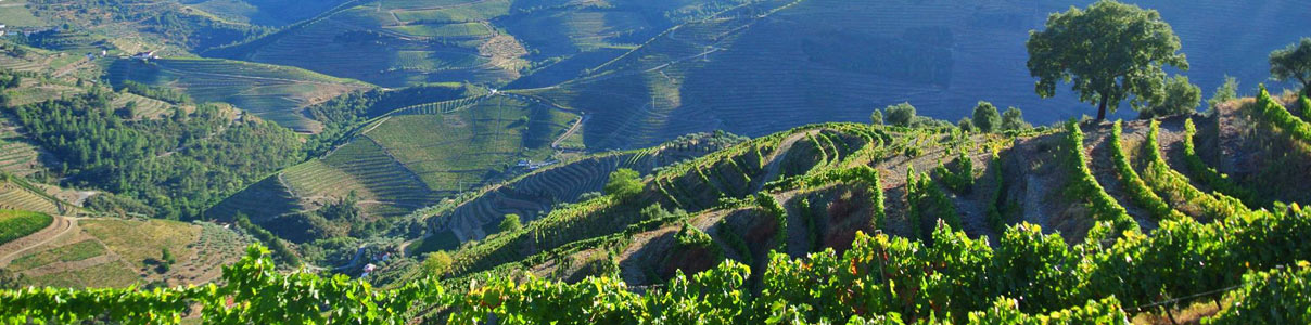 Productor: Caves Transmontanas
