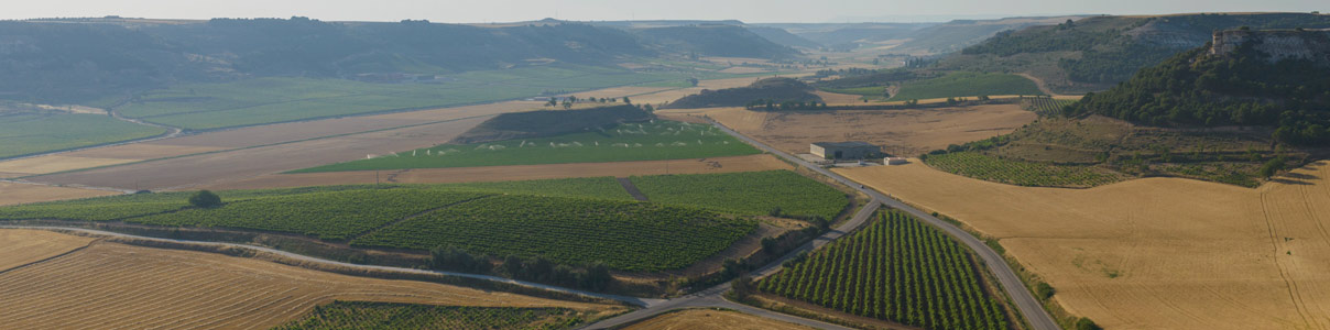 Productor: Pago del Cielo