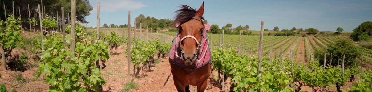 Productor: Celler Credo