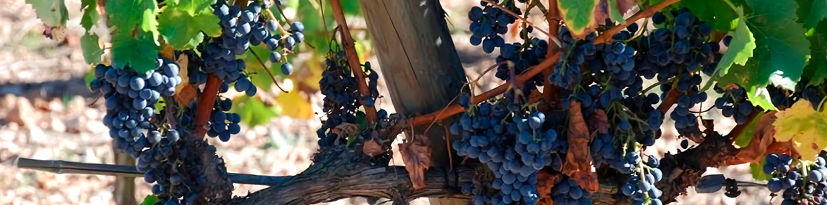 Productor: Celler Tintoré