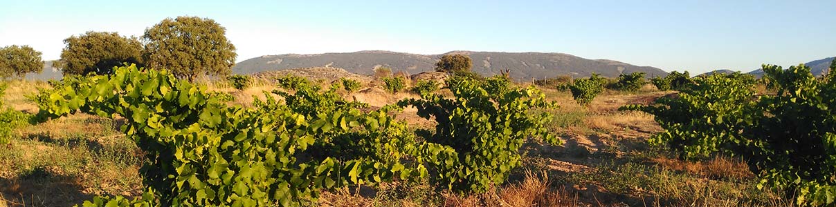 Productor: Bodegas y Viñedos Cerro del Aguila