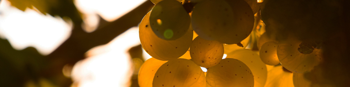 Productor: Champagne Nicolas Maillart 