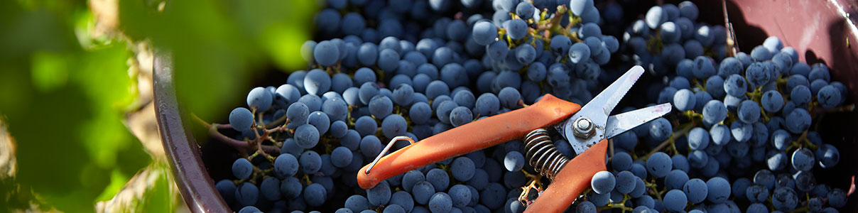 Productor: Château Figeac