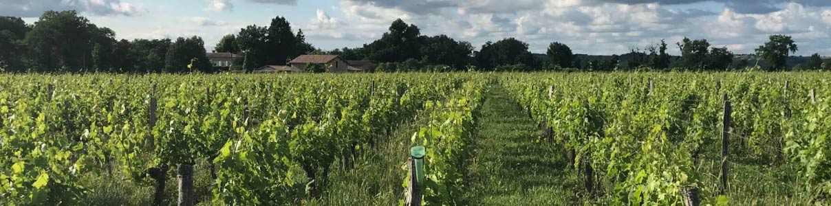 Productor: Château Cazebonne