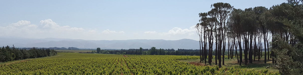 Productor: Château Musar