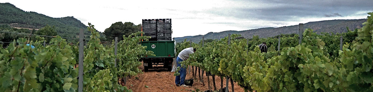 Productor: Bodega Clos Cor Ví