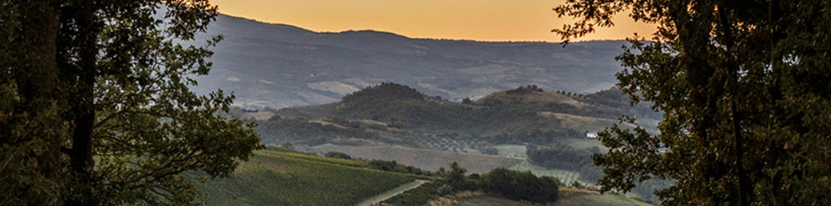 Productor: ColleMassari Wine Estates
