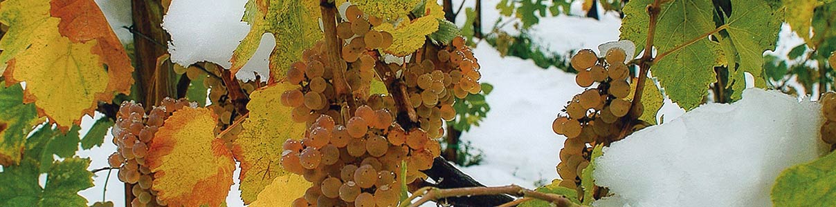 Productor: Colli di Castelfranci