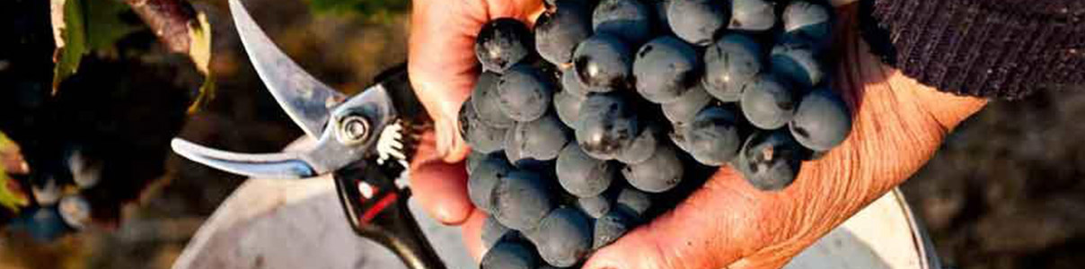 Productor: Compañía de Vinos del Atlantico
