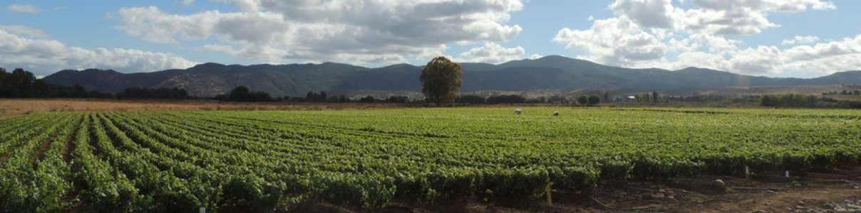 Productor: Viña Concha y Toro