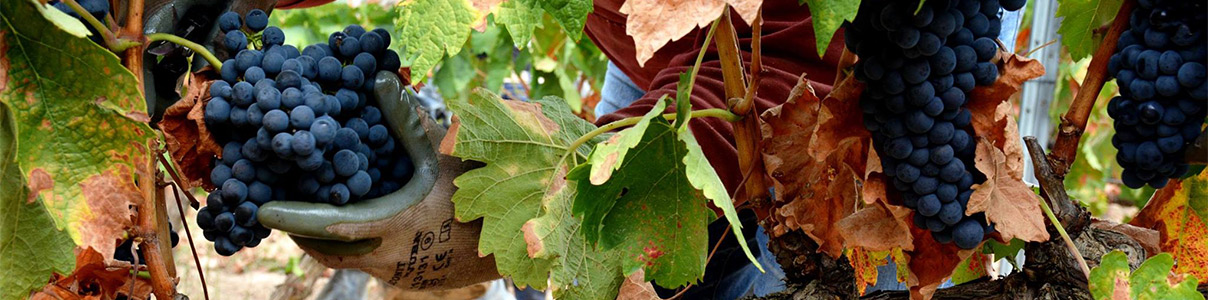 Productor: Bodegas Cornelio Dinastía