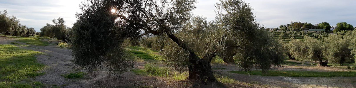 Productor: Finca Cortijo Grande