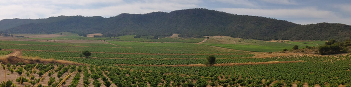 Productor: Crápula wines