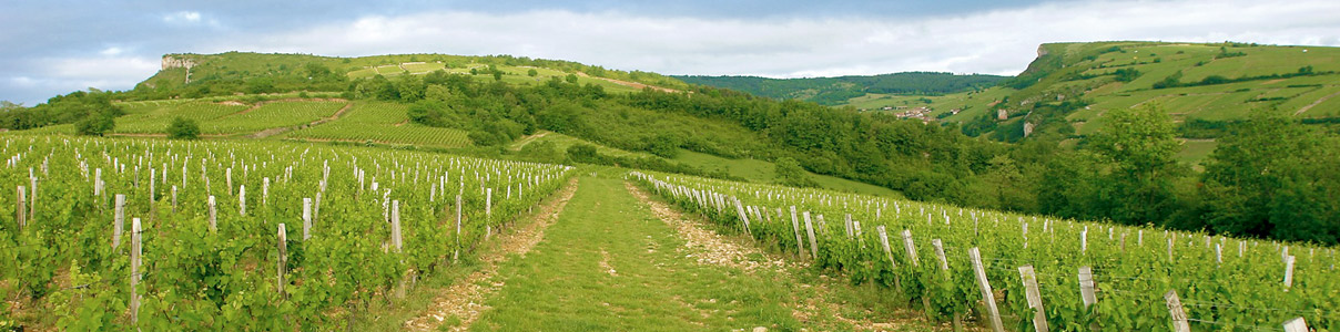 Productor: Domaine de la Croix Senaillet