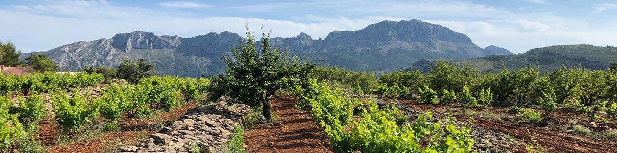 Productor: Curii Uvas y Vinos