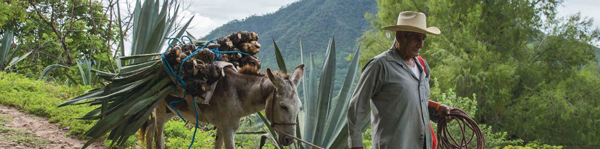 Productor: La Bodega del Maguey