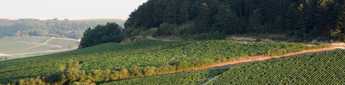 Productor: Domaine Billaud-Simon