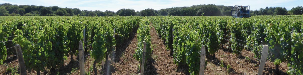 Productor: Domaine de la Jobeline
