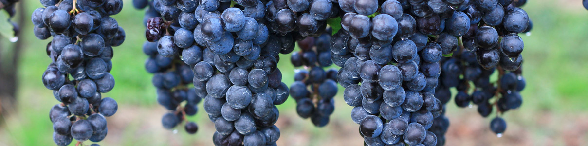 Productor: Domaine Joseph Chamonard