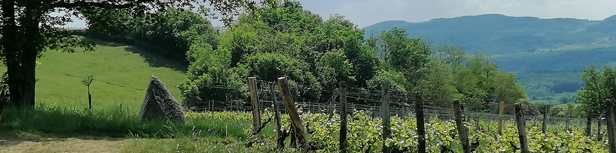 Productor: Domaine de Thalie