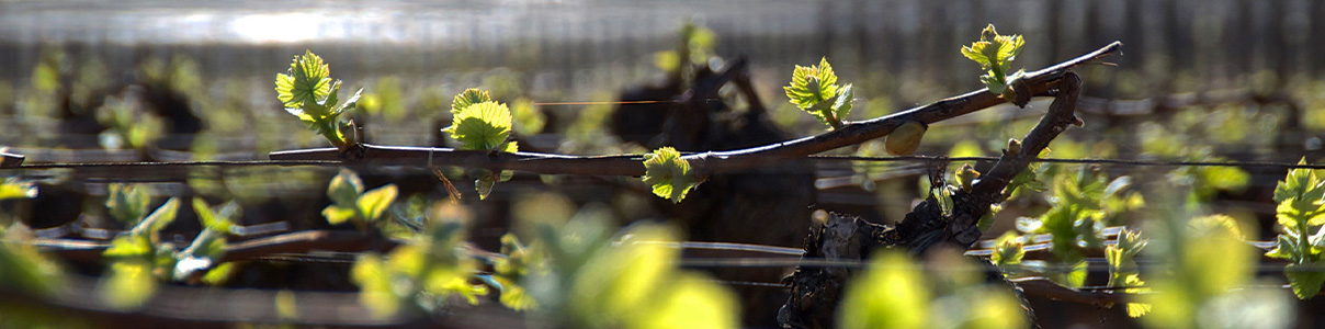 Productor: Domaine Charton