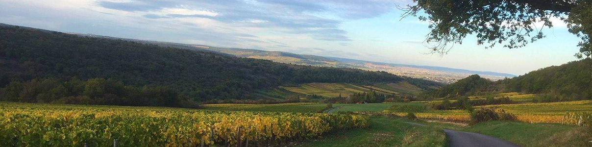 Productor: Domaine Laurent Dufouleur