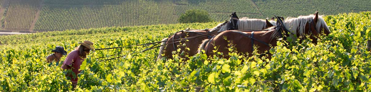 Productor: Domaine de la Vougeraie