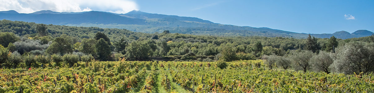 Productor: Donnafugata