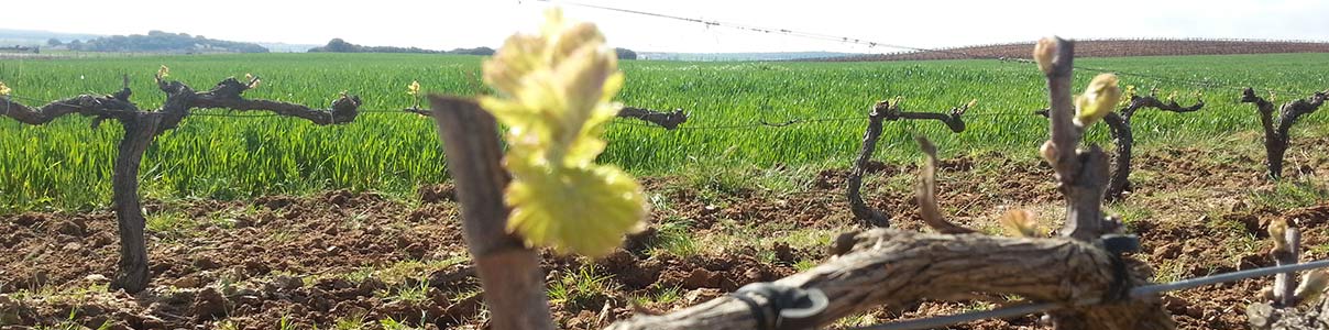 Productor: Ébano Viñedos y Bodegas
