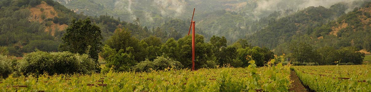 Productor: Eisele Vineyard