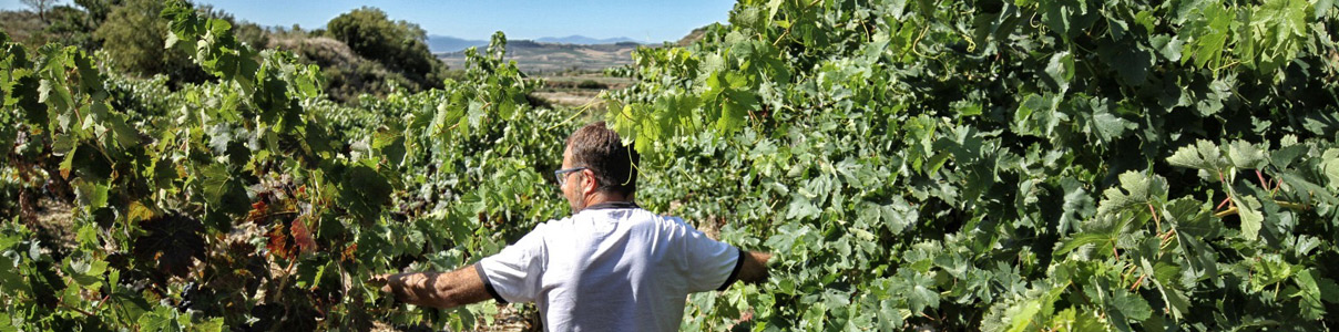 Productor: El Vino Pródigo