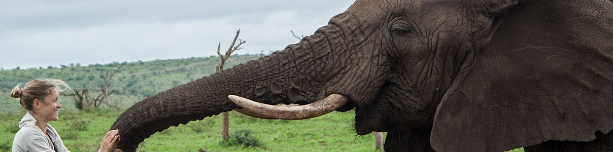 Productor: Elephant Gin