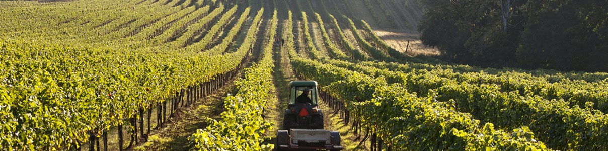 Productor: Evening Land Vineyards