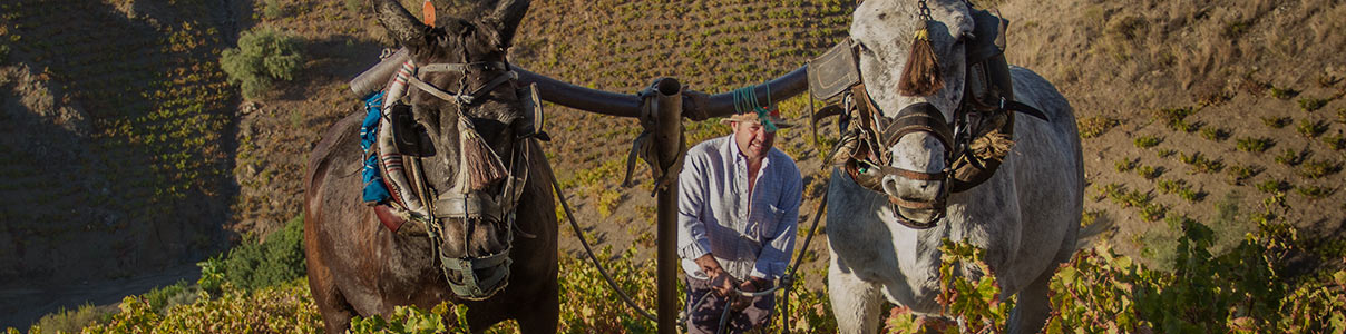 Productor: Viñedos Verticales