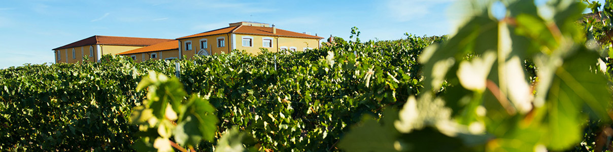 Productor: Bodega Finca La Capilla